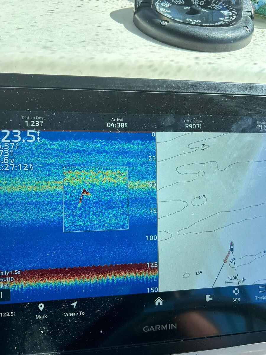 A striped bass alongside the boat in the water