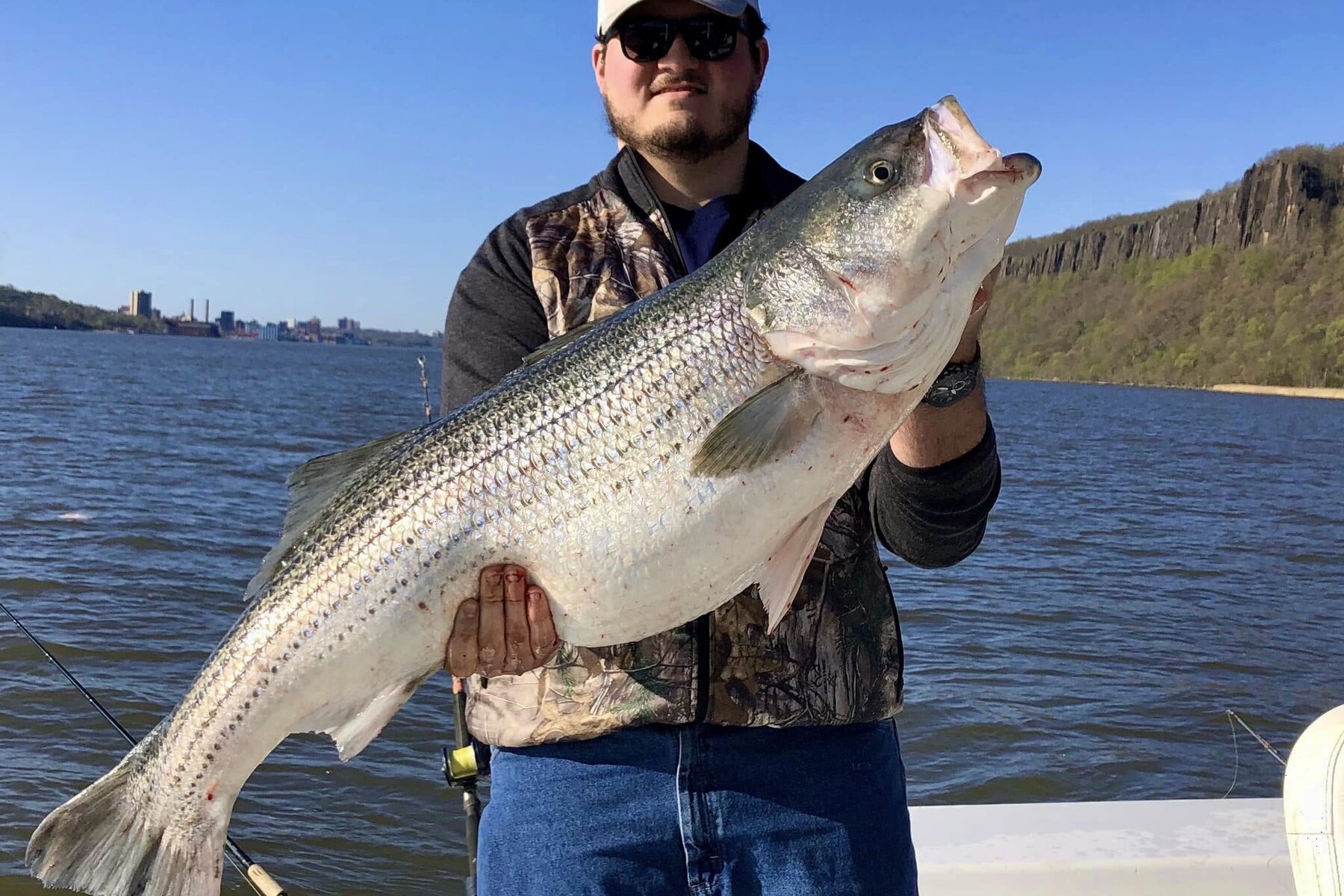 A striped bass held up on the Hudson with the Palisades behind